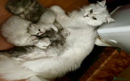 Persian cats for sale: Pure Persian chinchilla kittens  - Image 4