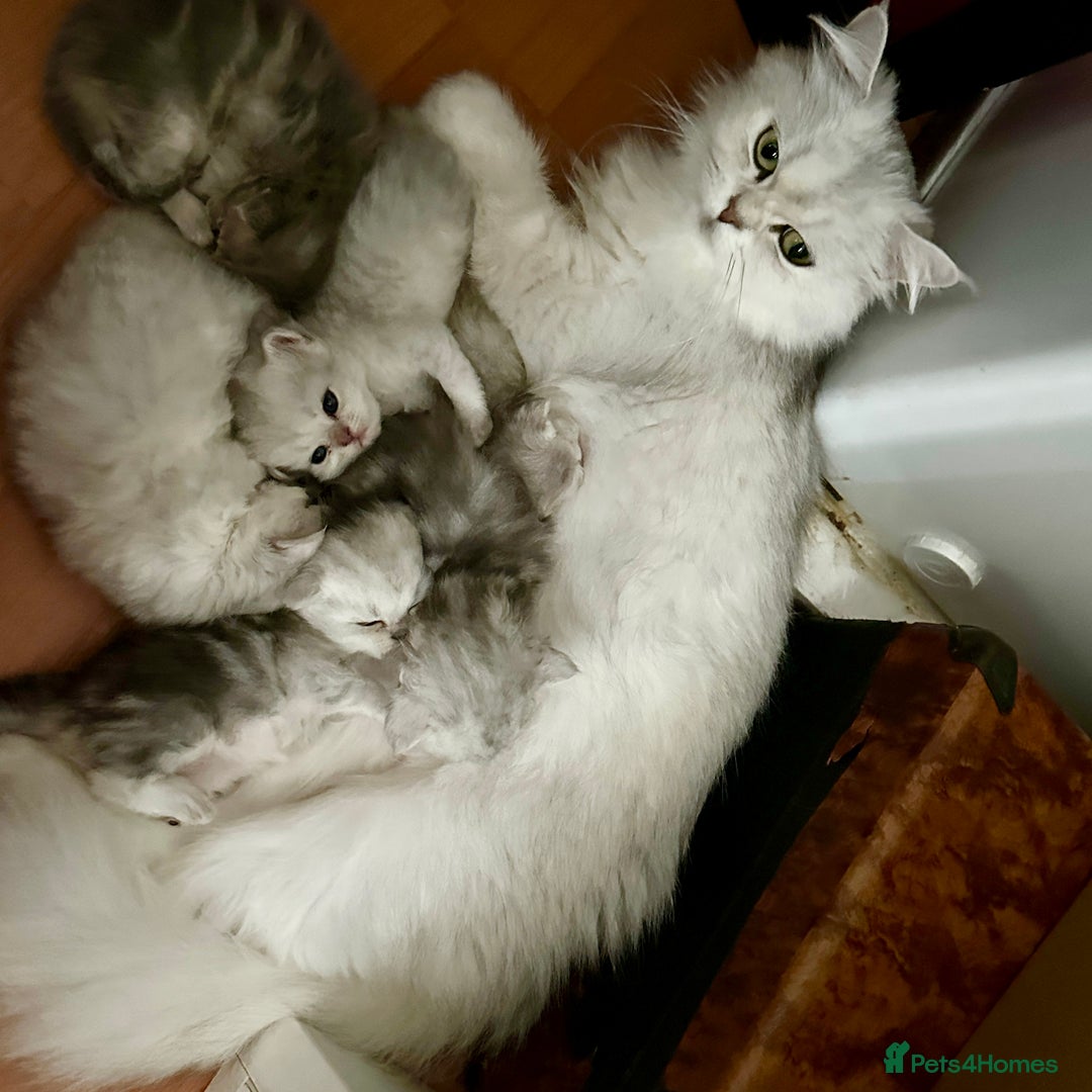 Persian cats for sale: Pure Persian chinchilla kittens  - Image 4
