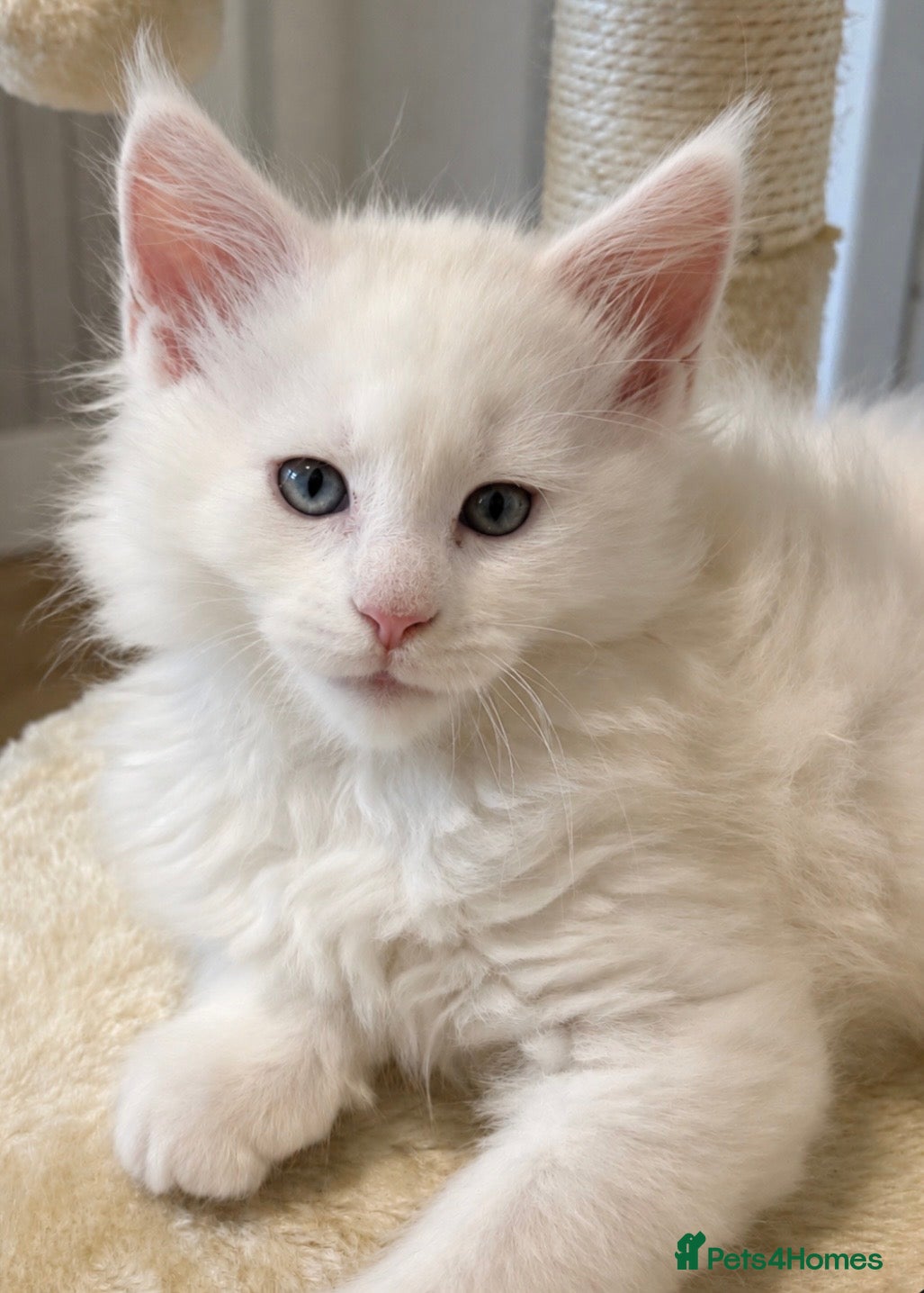 Maine Coon cats Stunning full breed Maine Coons ready now!  - Advert 9