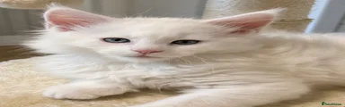 Maine Coon 2