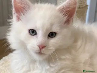 Maine Coon cats Stunning full breed Maine Coons ready now! - Advert 11
