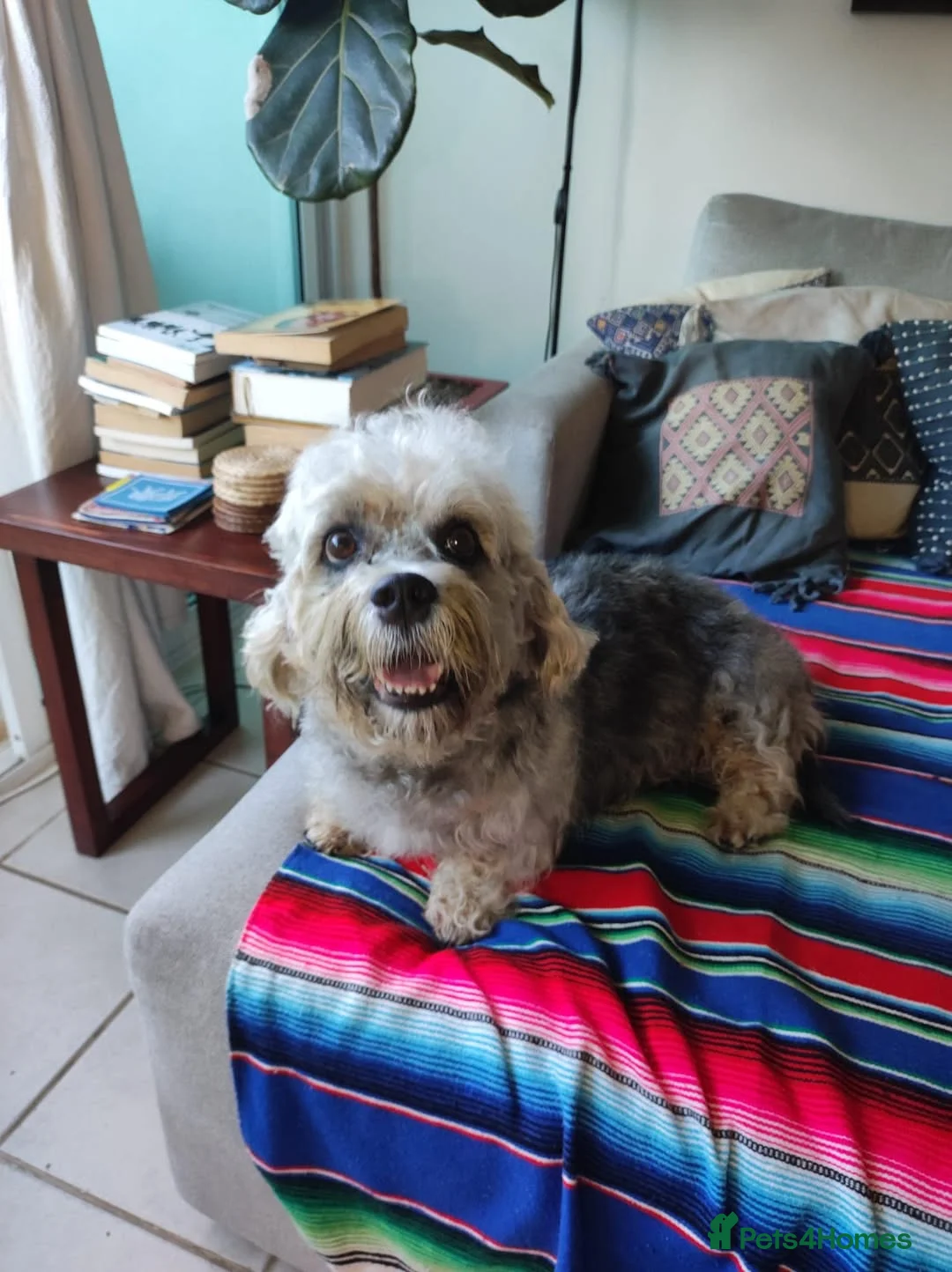 Dandie Dinmont Terrier dogs for sale: Dandie Dinmont Terrier puppies, now ready in London - Advert 6