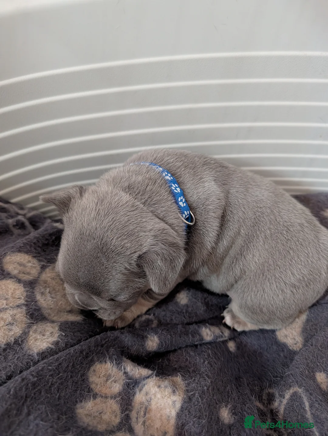 French Bulldog dogs for sale: Male french bulldog puppies  in Taunton - Advert 2