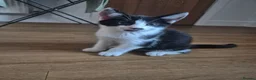 Mixed Breed cats for sale: Kittens for sale - Advert 13