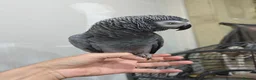 Parrots birds for sale: African grey female - Advert 2