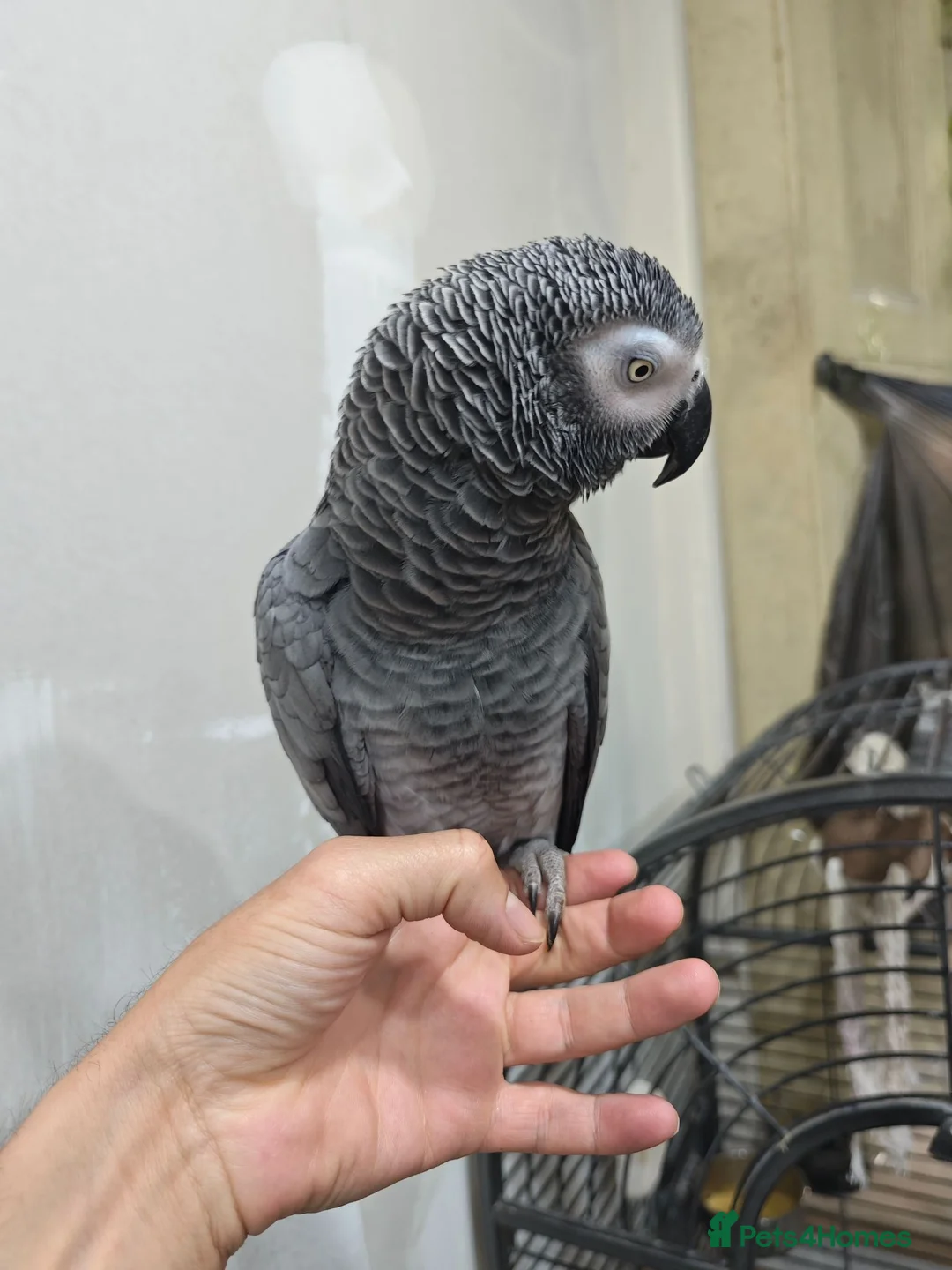 Parrots birds for sale: African grey female - Advert 2