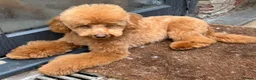 Toy Poodle dogs for sale: 🧸Beautiful toy/asian poodle puppies 🧸  - Advert 9