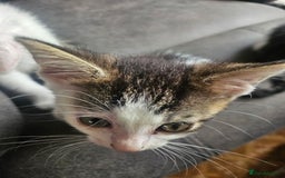 British Shorthair cats for sale: 3 kittens  - Image 8