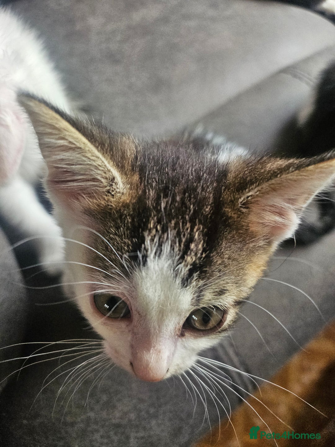 British Shorthair cats for sale: 3 kittens  - Image 8