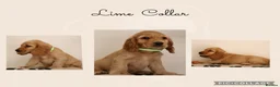 Cocker Spaniel dogs for sale: Show Cocker spaniels  in Maidstone - Advert 1