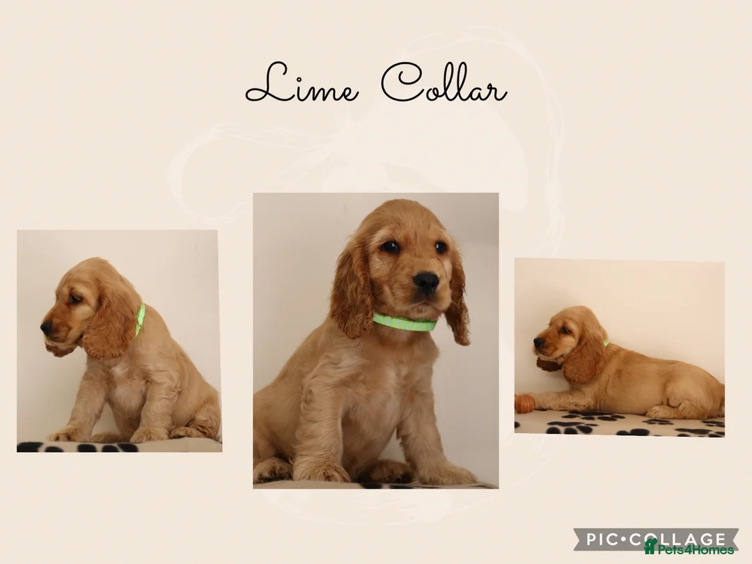 Cocker Spaniel dogs for sale: Show Cocker spaniels  in Maidstone - Advert 1