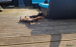 Miniature Dachshund dogs for sale: Adorable Miniture Dachshund  in Paignton - Image 13