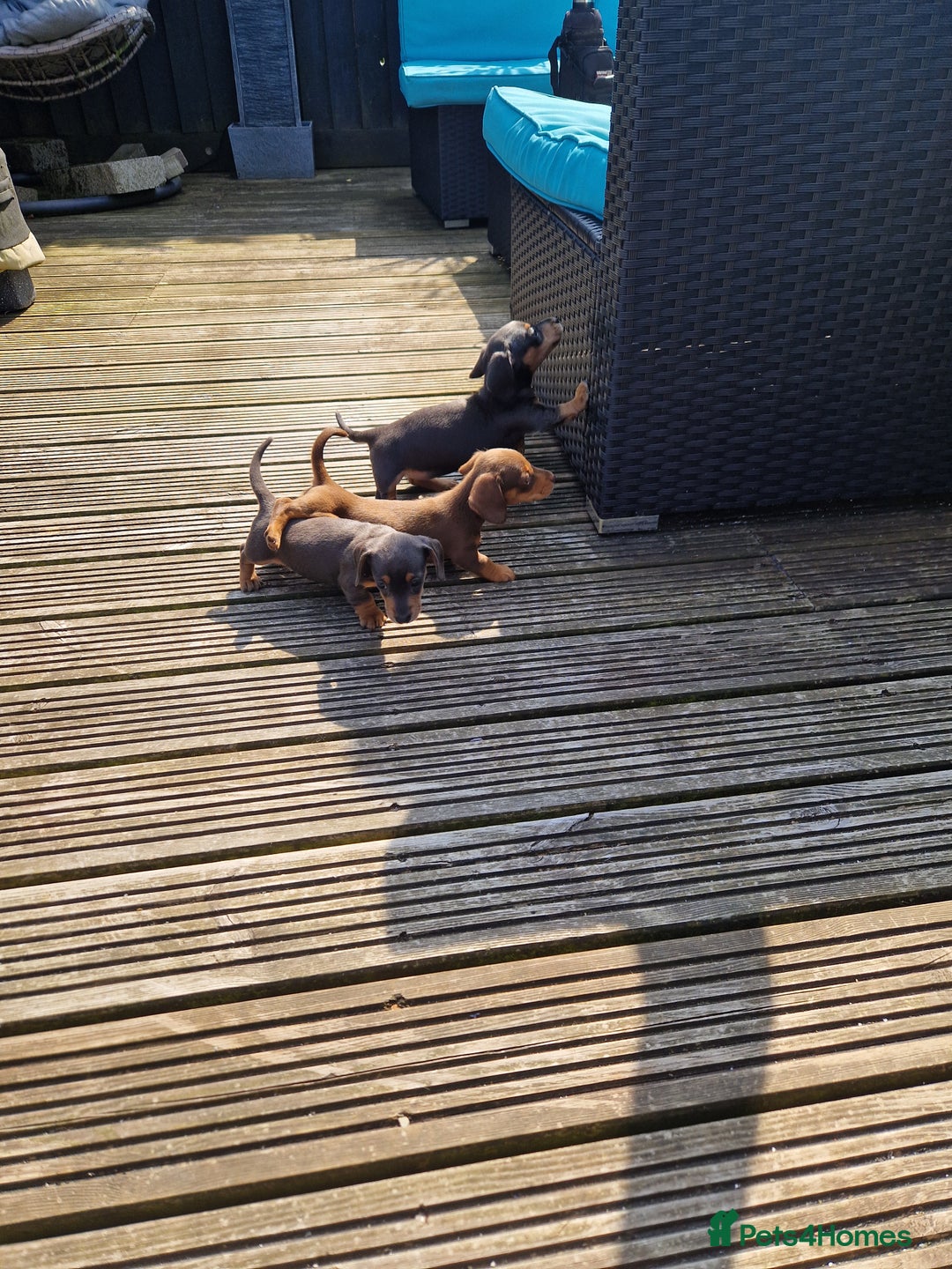 Miniature Dachshund dogs for sale: Adorable Miniture Dachshund  in Paignton - Image 13