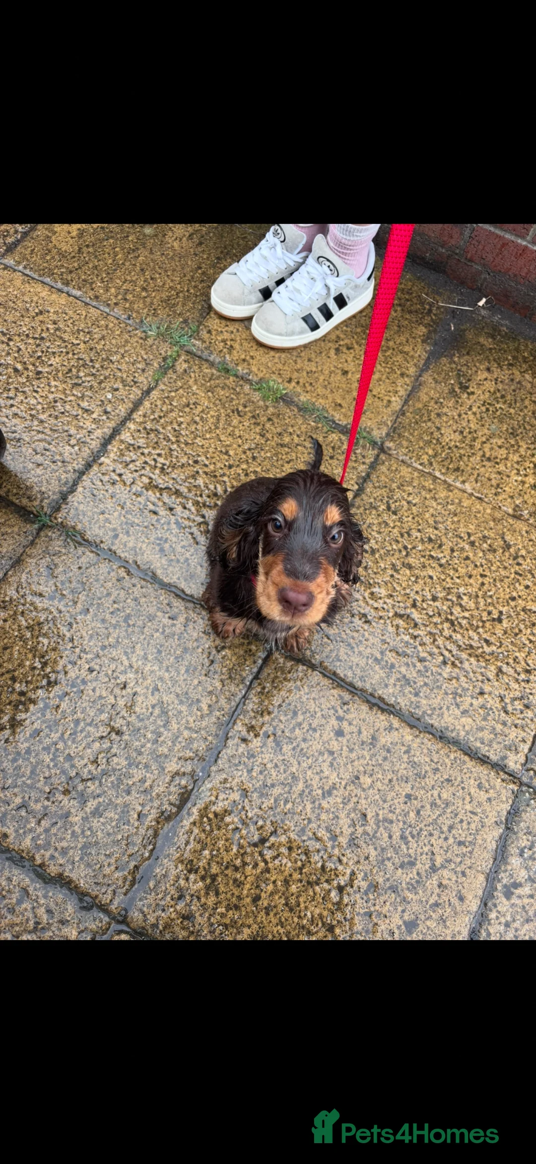 Cocker Spaniel dogs for stud: Choc&Tan show cocker stud - Advert 6