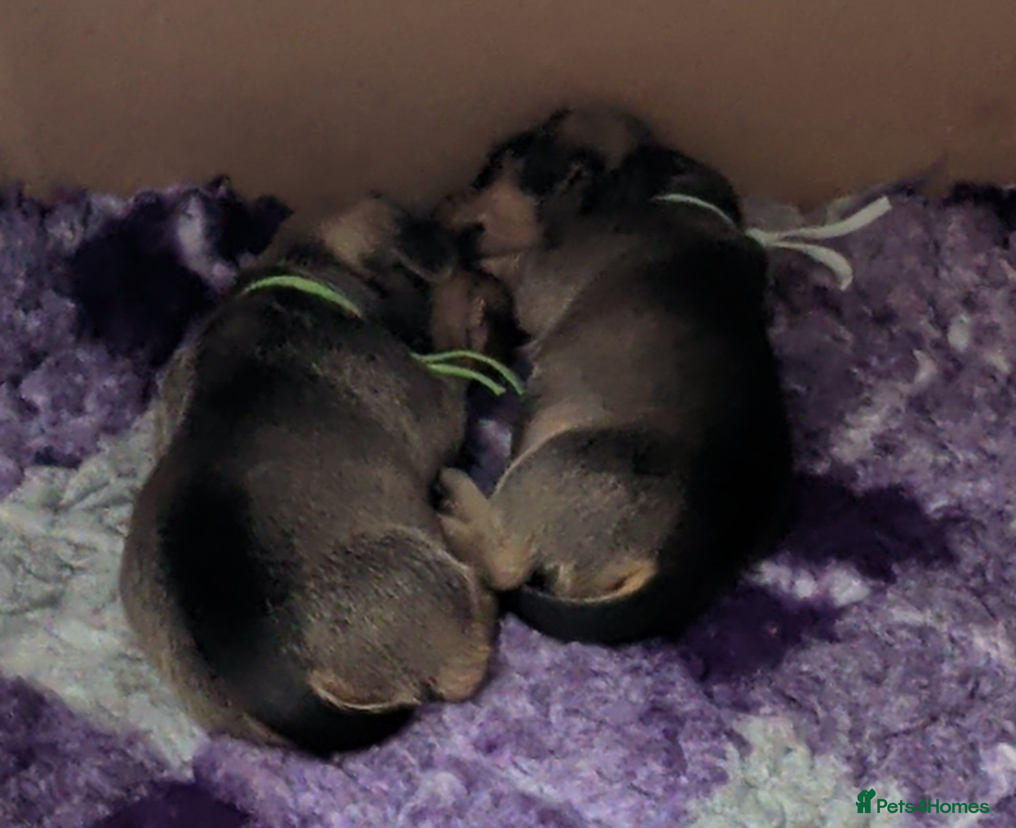 Miniature Dachshund dogs Mini Smooth Dachshund - Shaded Red Boy  x 2 - Advert 9