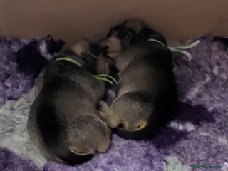 Miniature Dachshund dogs Mini Smooth Dachshund - Shaded Red Boy x 2 - Advert 9