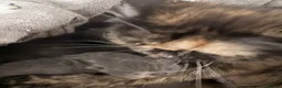 Exotic cats for sale: PET REGISTERED EXOTIC KITTENS  - Advert 1
