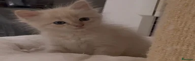 Ragdoll 3