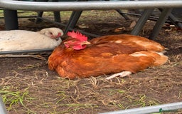 Chickens poultry for sale: x 8 Egg laying chickens  - Image 9