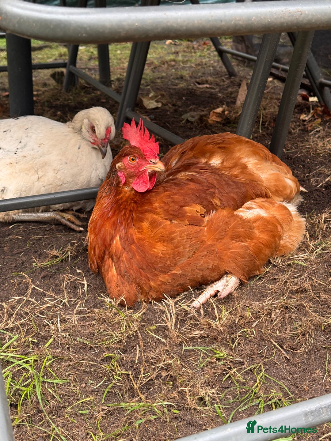 Chickens poultry for sale: x 8 Egg laying chickens  - Image 9
