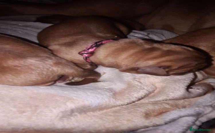Dogue De Bordeaux dogs - Advert 1