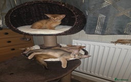 Abyssinian cats for sale: Beautiful Aby  kitten from Champions line - Image 16
