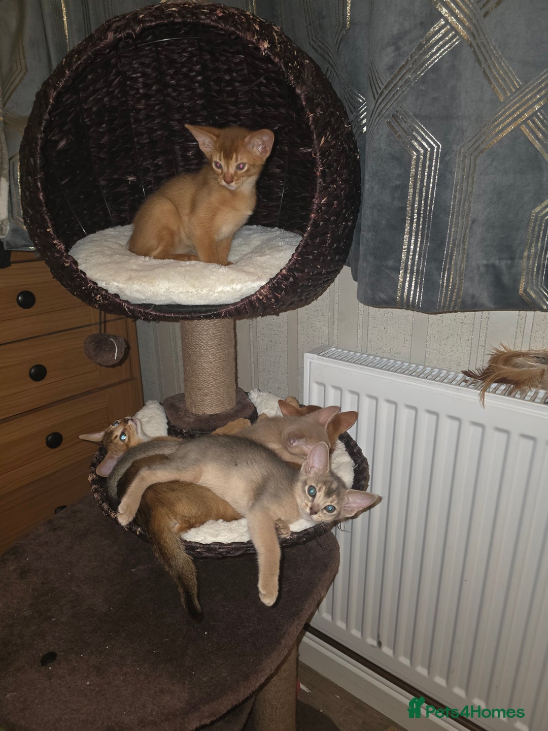Abyssinian cats for sale: Beautiful Aby  kitten from Champions line - Image 16