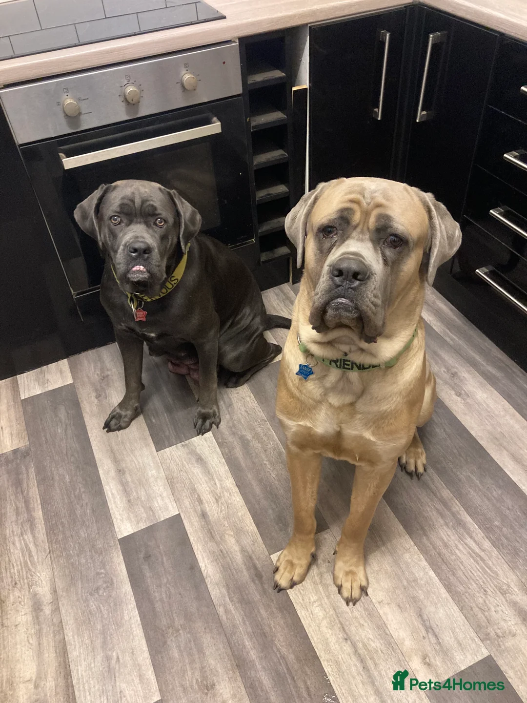 Gallery Image {{count}}