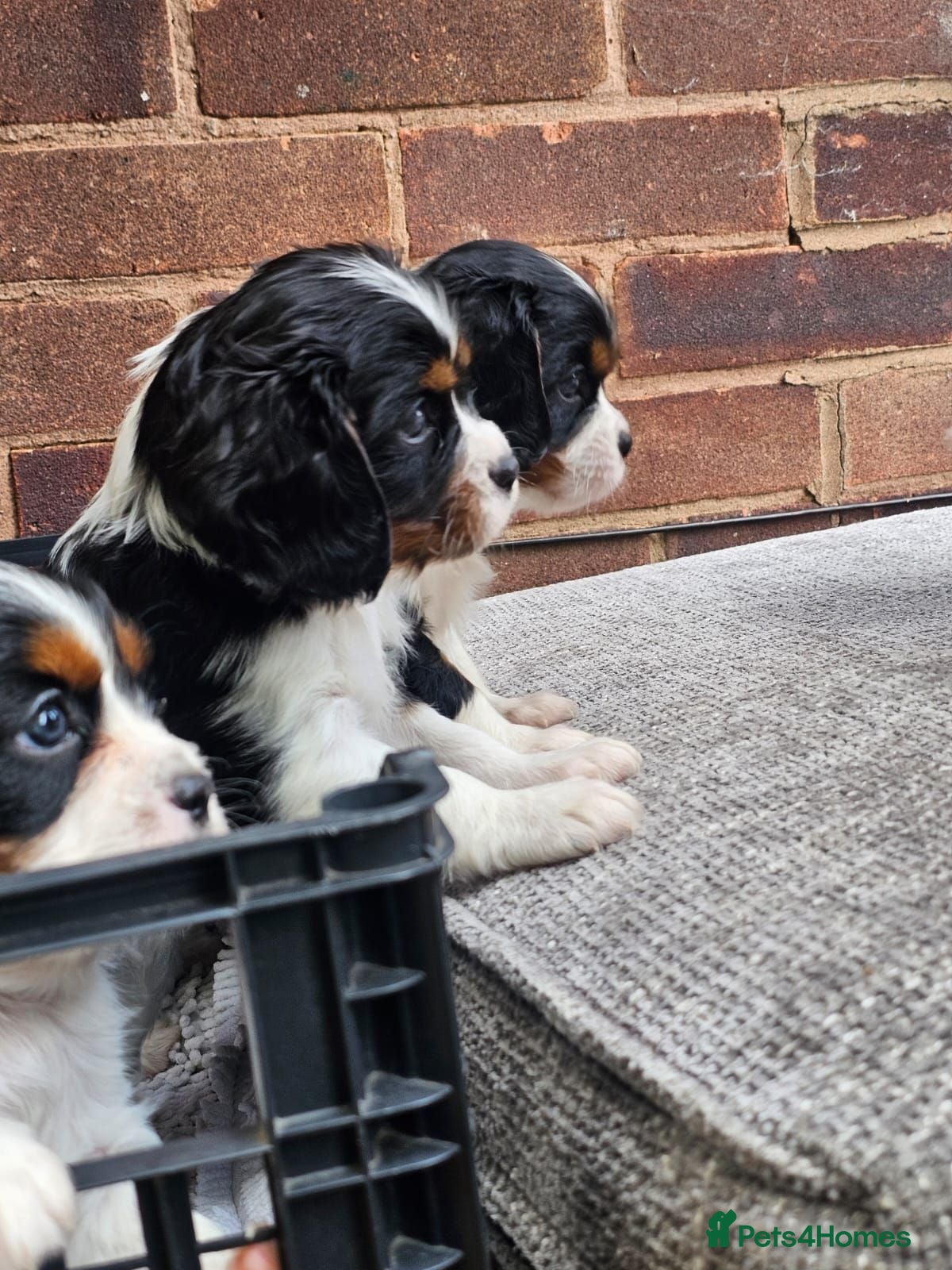 Cavalier King Charles Spaniel dogs Beautiful Cavalier King Charles Spaniel 7 Puppies - Advert 1