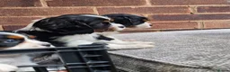 Cavalier King Charles Spaniel dogs for sale: Beautiful Cavalier King Charles Spaniel 7 Puppies - Advert 1