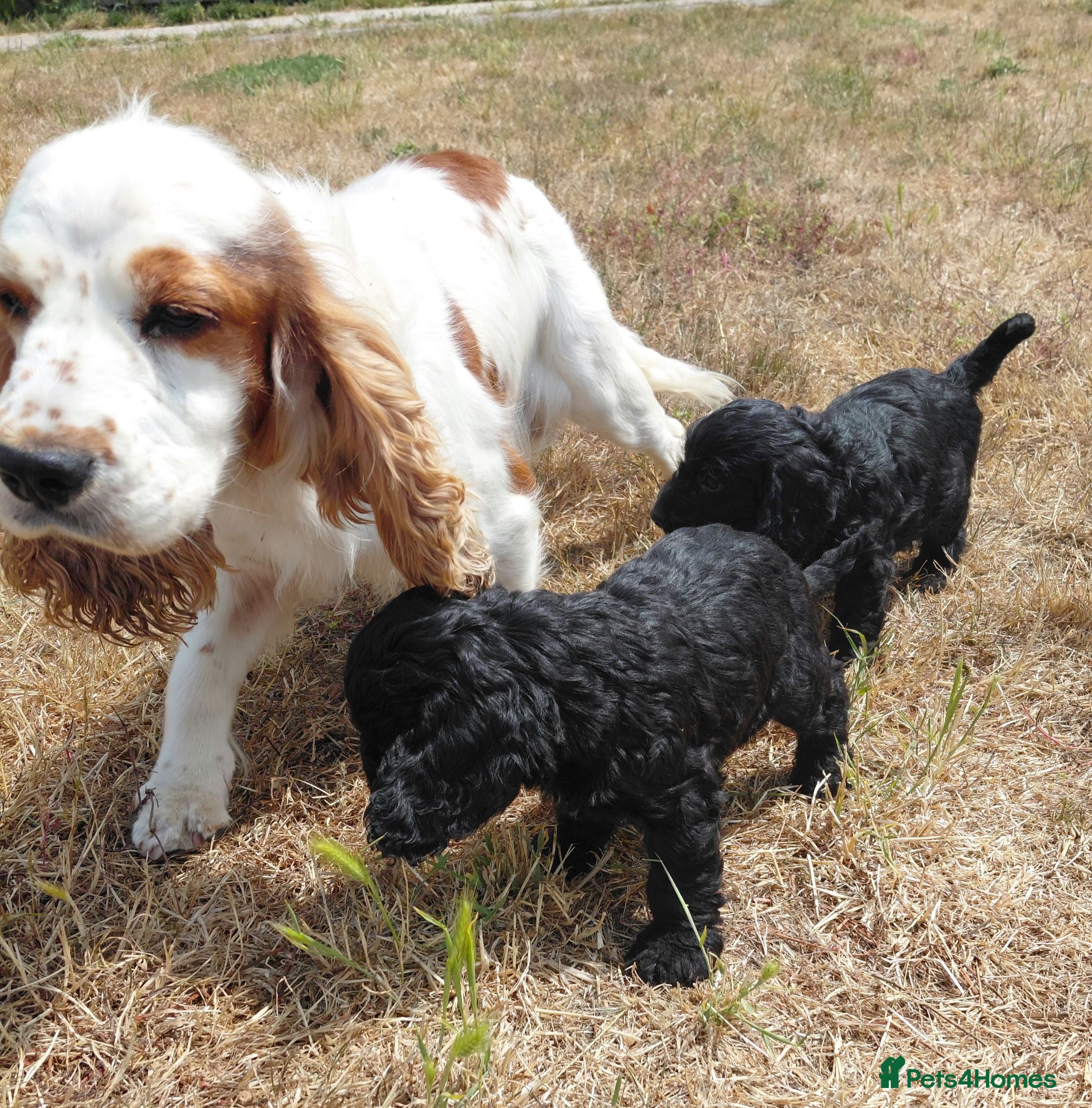 Mixed Breed dogs Beautiful Black Cockalier-a-Poo Puppies  - Advert 1