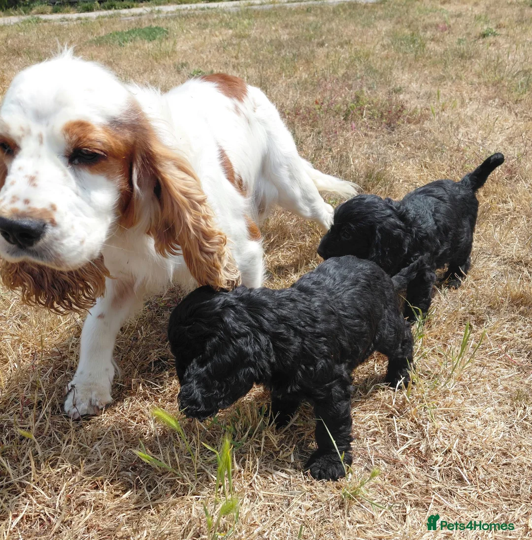 Mixed Breed dogs for sale: Beautiful Black Cockalier-a-Poo Puppies  - Advert 1