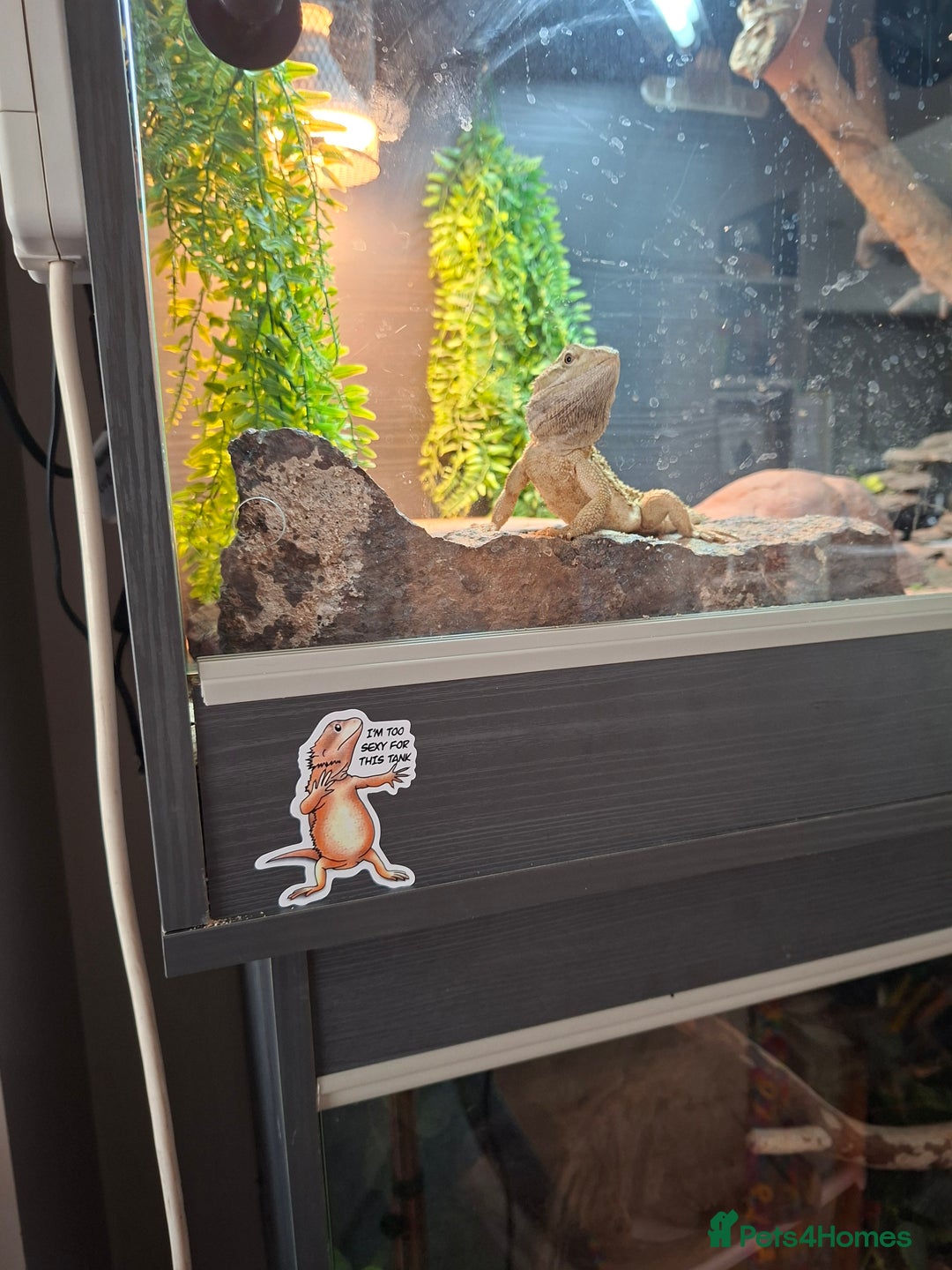 Dragon reptiles for sale: Rankins Dragons- better than beardies! - Image 4