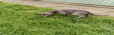 Whippet Puppy 3