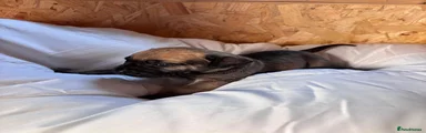 Boerboel Puppy 7