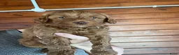 Cockapoo dogs for sale: Stunning Cockapoo Puppies - Advert 4