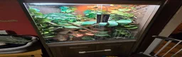 Anole reptiles for sale: Cuban false chameleon - Advert 3