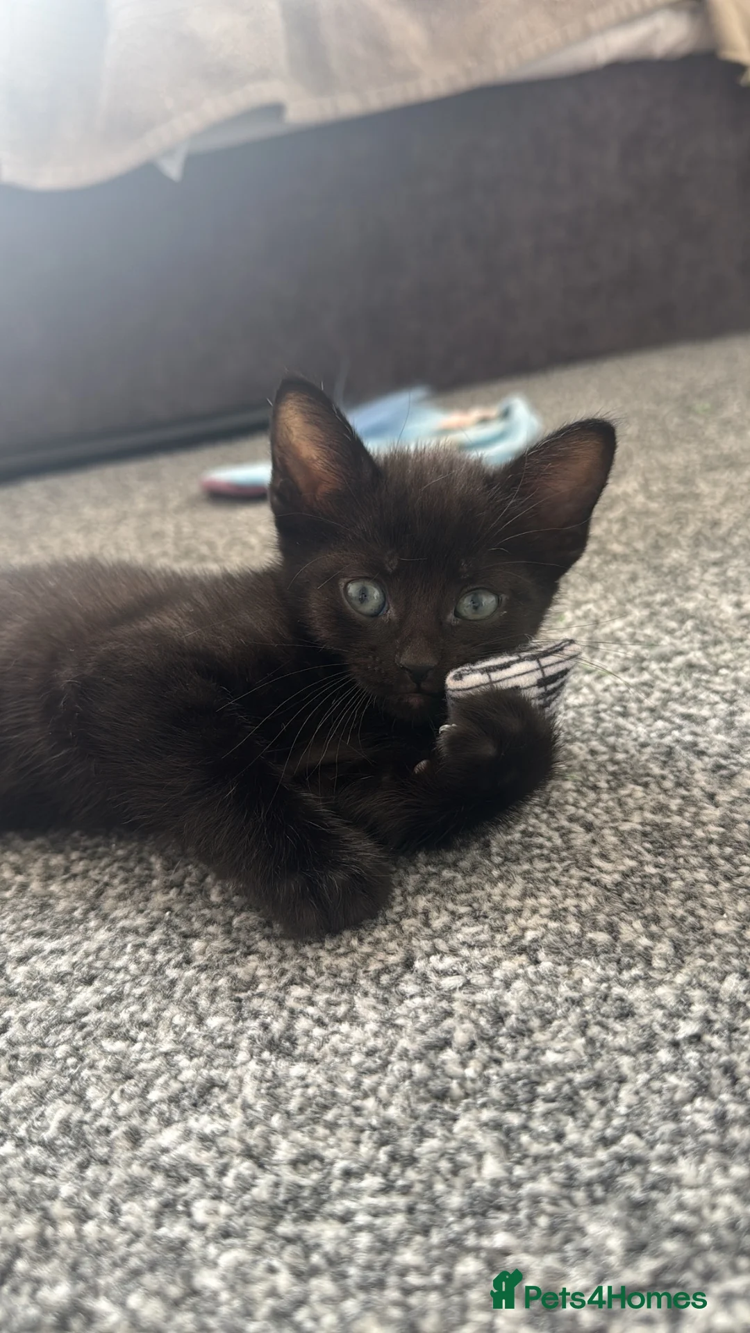 Mixed Breed cats for sale: Ready 10/08 - Advert 2