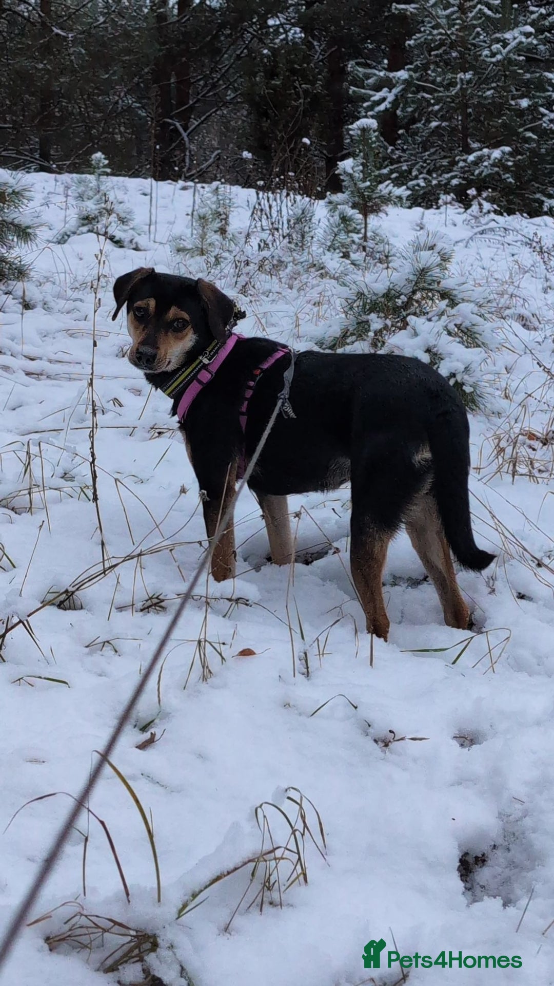 Miniature Pinscher dogs for adoption: 🐾 ROSE – Female Miniature Pinscher - Advert 6