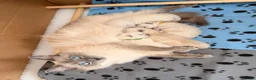 Ragdoll cats for sale: Gorgeous Blue Point Ragdoll Kittens Available  - Advert 33