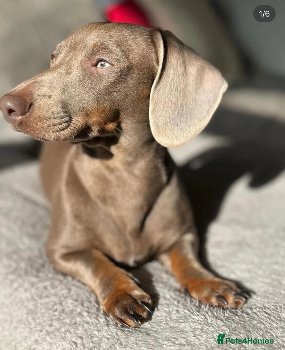 Miniature Dachshund dogs for sale: Miniature Dachshund Pups For Sale ❤️  - Advert 3