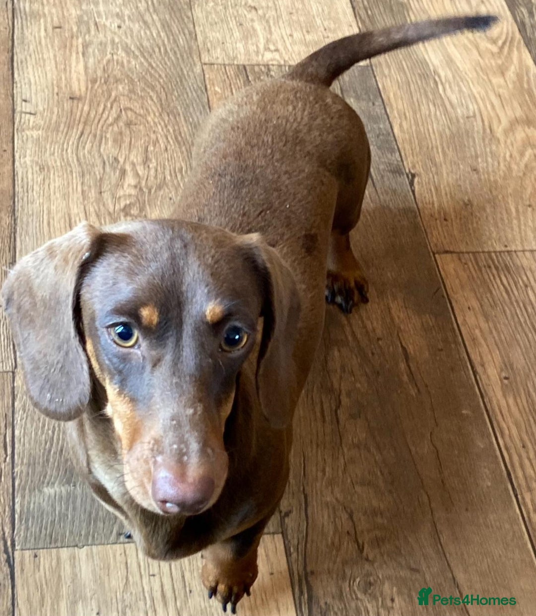 Miniature Dachshund dogs for sale: Stunning full pedigree Miniature Dachshunds  - Image 4