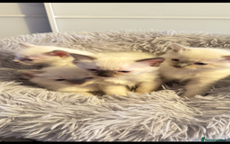 Ragdoll cats for sale: *** 3 Pure Ragdolls Kittens ready to leave *** - Image 15