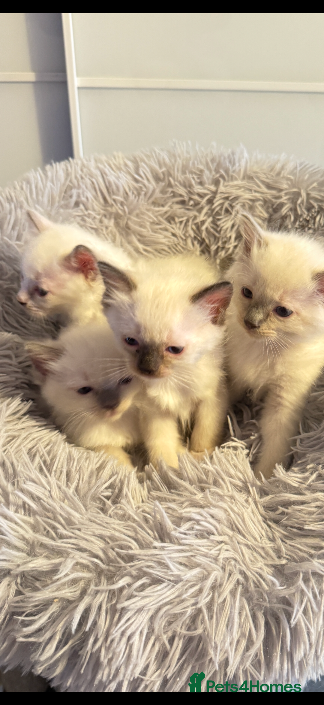 Ragdoll cats for sale: *** 3 Pure Ragdolls Kittens ready to leave *** - Image 15