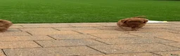 Cavapoo dogs for sale: F1 Cavapoo babies  - Advert 19