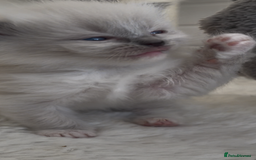 Ragdoll cats for sale: GCCF RAGDOLLS, POSS  ACTIVE, carry choc  - Image 5