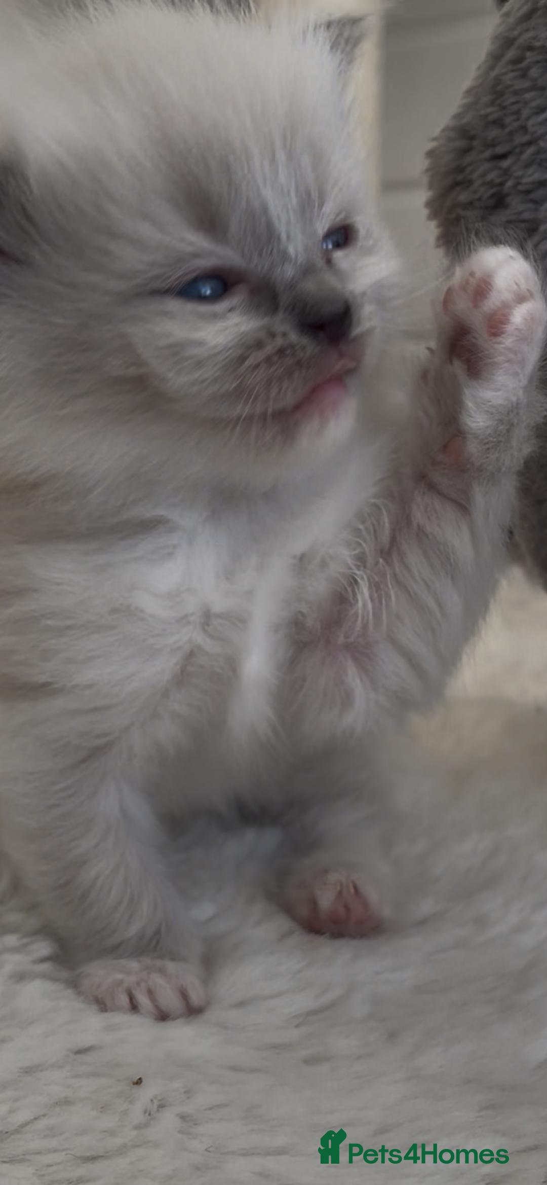 Ragdoll cats for sale: GCCF RAGDOLLS, POSS  ACTIVE, carry choc  - Image 5