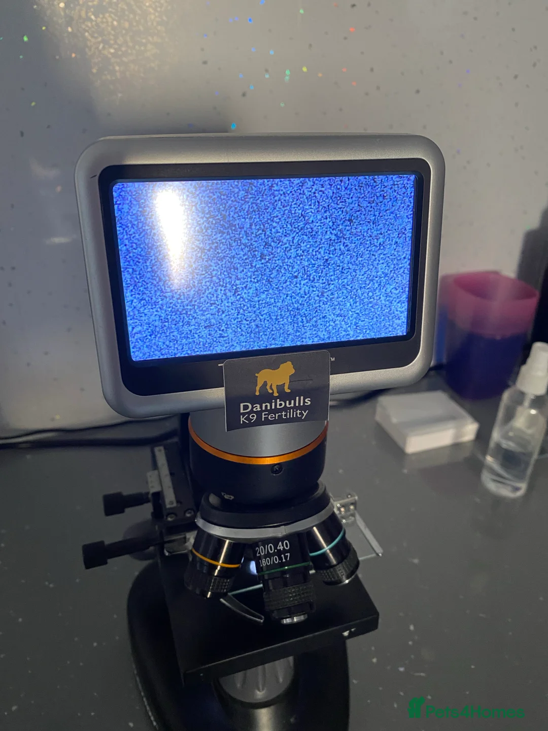 Miniature Dachshund dogs for stud: Proven Choc/Tan Brown Miniature Dachshund for Stud in Swindon - Advert 18