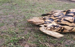 Tortoise reptiles for sale: Large female leopard tortoise - Image 2