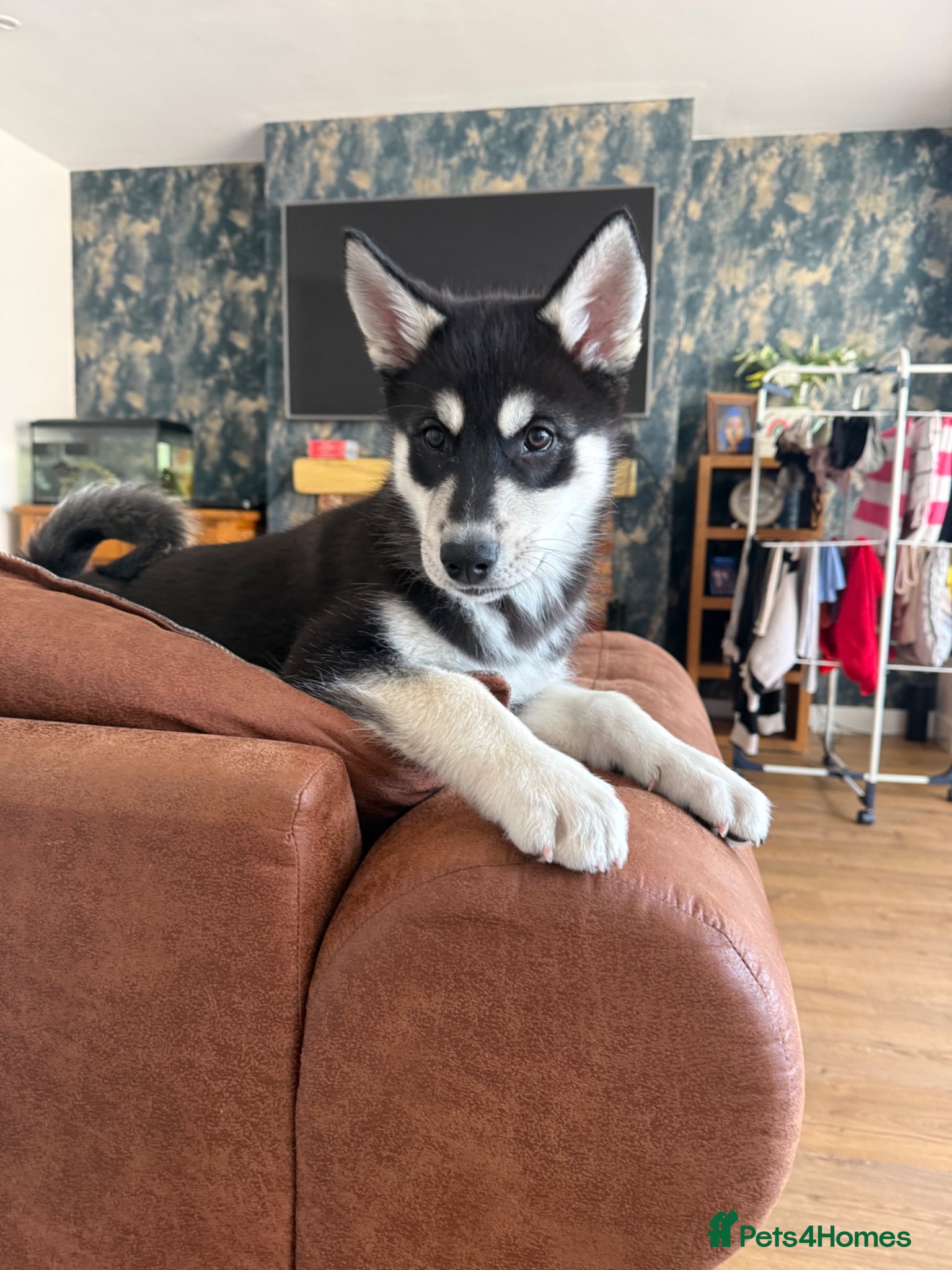 Siberian Husky dogs Siberian huskies ♥️ open to sensible offers.  - Advert 7